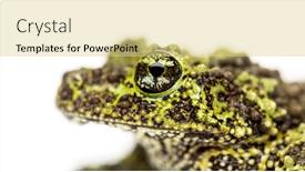  Presentation with frog - PPT theme featuring mossy-frog-theloderma-corticale-isolated background and a blonde colored foreground