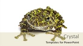 Presentation with frog - Colorful slide set enhanced with mossy-frog-theloderma-corticale-isolated backdrop and a yellow colored foreground