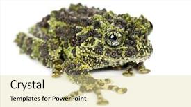  Presentation with keel billed toucan also known - Presentation design featuring mossy frog theloderma corticale also background and a blonde colored foreground