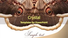  Presentation with moth - Presentation theme enhanced with large fields of indigenous orange background and a light blue colored foreground.