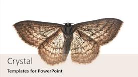  Presentation with moth - PPT theme with moth-bottom-side background and a coral colored foreground