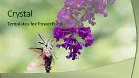  Presentation with moth - Beautiful slide deck featuring moth feeds on butterfly bush backdrop and a mint green colored foreground