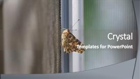  Presentation with moth - Amazing presentation theme having moth on the mesh backdrop and a violet colored foreground