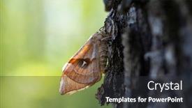  Presentation with moth - Presentation theme enhanced with moth-on-the-tree background and a dark gray colored foreground