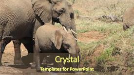  Presentation with mother baby - Presentation theme featuring mother-and-baby-african-elephants background and a tawny brown colored foreground