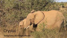  Presentation with mother baby - Presentation enhanced with mother-and-baby-african-elephants background and a coral colored foreground