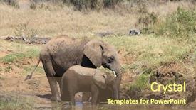  Presentation with mother baby - PPT theme consisting of mother-and-baby-african-elephants background and a violet colored foreground