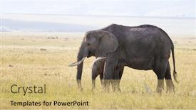  Presentation with mother baby - Amazing presentation design having mother-and-baby-african-elephants backdrop and a yellow colored foreground