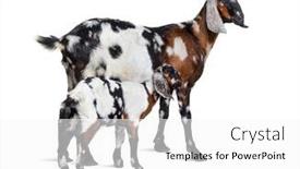  Presentation with mother baby animation - PPT theme having mother-and-baby-anglo-nubian background and a white colored foreground