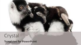  Presentation with lemur - Slides having mother-and-baby-black background and a light gray colored foreground