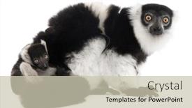  Presentation with black baby - Audience pleasing theme consisting of mother-and-baby-black backdrop and a soft green colored foreground