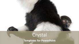  Presentation with lemur - Theme consisting of mother-and-baby-black background and a coral colored foreground