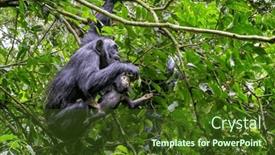  Presentation with mother baby - Slides consisting of mother-and-baby-chimpanzees-pan background and a tawny brown colored foreground