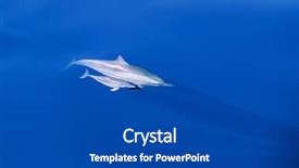  Presentation with mother baby - Beautiful presentation featuring mother and baby dolphins backdrop and a dark gray colored foreground