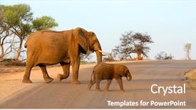  Presentation with kruger - Cool new presentation with mother and baby elephant walking backdrop and a coral colored foreground