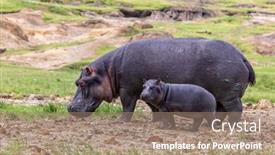  Presentation with uganda - Slide set featuring mother-and-baby-hippopotamus-hippopotamus background and a coral colored foreground