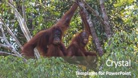  Presentation with baby tree - Colorful presentation enhanced with mother and baby orangutans backdrop and a ocean colored foreground