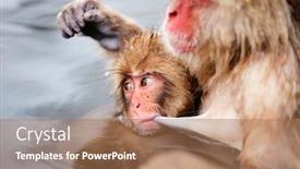  Presentation with onsen - Amazing presentation theme having mother-and-baby-snow-monkeys backdrop and a coral colored foreground