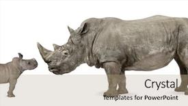  Presentation with baby animals - Audience pleasing presentation theme consisting of mother and baby white rhinoceros backdrop and a coral colored foreground