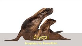  Presentation with california - PPT layouts enhanced with mother-and-cub-california-sea background and a tawny brown colored foreground