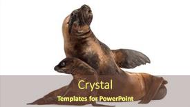  Presentation with california - Presentation design consisting of mother-and-cub-california-sea background and a tawny brown colored foreground