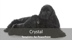  Presentation with dogs - Presentation theme with mother-and-daughter-cocker-spaniel background and a dark gray colored foreground