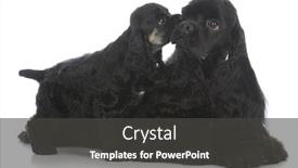  Presentation with dogs - Presentation theme featuring mother-and-daughter-cocker-spaniel background and a dark gray colored foreground