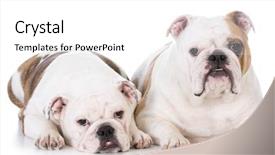  Presentation with english bulldog - Cool new theme with mother and daughter english bulldog laying on white background backdrop and a white colored foreground