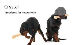  Presentation with xray bones - Beautiful presentation theme featuring mother and puppy gordon setters backdrop and a  colored foreground