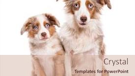  Presentation with red white blue - PPT layouts consisting of mother-and-puppy-red-merle background and a coral colored foreground