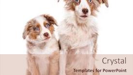  Presentation with red white blue - Presentation theme with mother-and-puppy-red-merle background and a coral colored foreground