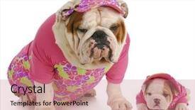  Presentation with puppy english cocker spaniel - PPT theme having mother and puppy wearing matching background and a coral colored foreground