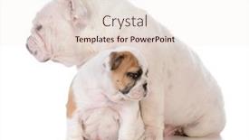  Presentation with indian mother son - Beautiful slide set featuring mother and son bulldogs on white background backdrop and a sky blue colored foreground