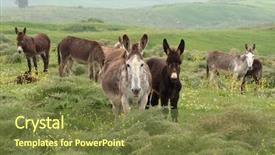  Presentation with indian mother son - Slide deck consisting of mother and son donkey with the herd background and a tawny brown colored foreground