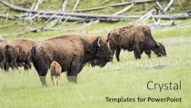 Presentation with bison - PPT theme with mother-buffalo-bison-bison background and a  colored foreground