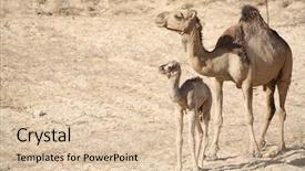  Presentation with camel - PPT theme with mother camel with baby background and a lemonade colored foreground