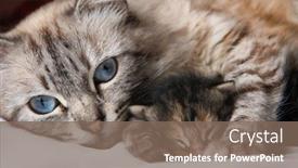  Presentation with kitten - Beautiful slides featuring mother-cat-and-her-newborn backdrop and a violet colored foreground