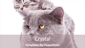  Presentation with hello kitty cute little kitten - Theme enhanced with mother cub - adorable kitten taking a nap background and a gray colored foreground