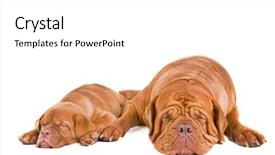  Presentation with dreams - Presentation theme enhanced with two shar pei puppies love - mother dog and her puppy background and a white colored foreground