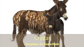  Presentation with foal - Slide deck consisting of mother donkey and her foal baudet du poitoux isolated on white background and a violet colored foreground