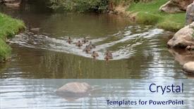  Presentation with mother baby asian breastfeeding - Beautiful PPT theme featuring mother duck and baby ducks backdrop and a sky blue colored foreground