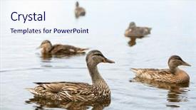 Presentation with duck - Amazing PPT theme having mother duck and her ducklings backdrop and a sky blue colored foreground