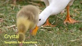  Presentation with duck - Slide set enhanced with baby mam - mother duck gives the little background and a tawny brown colored foreground