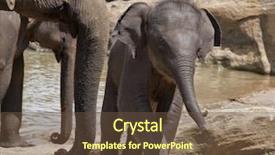  Presentation with baby bath - Theme consisting of mother elephant takes baby for a bath in the river pinnawela elephant orphanage sri lanka background and a tawny brown colored foreground