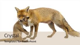  Presentation with old fashioned black and white - Audience pleasing slide set consisting of mother fox carrying her cub backdrop and a coral colored foreground