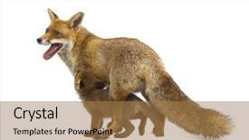  Presentation with fox - PPT theme having mother fox with her cub background and a coral colored foreground