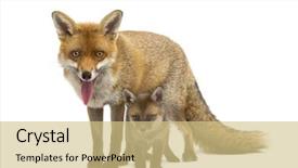  Presentation with fox - Presentation design featuring mother fox with her cub background and a soft green colored foreground