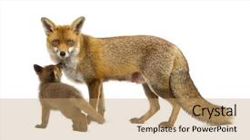  Presentation with old photographs black and white - Slide set enhanced with mother fox with her cub background and a coral colored foreground