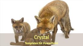  Presentation with old photographs black and white - Cool new PPT theme with mother fox with her cubs backdrop and a coral colored foreground