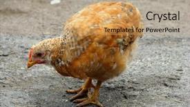  Presentation with chicken little chicks - Colorful presentation theme enhanced with mother hen - big red chicken picks something backdrop and a  colored foreground